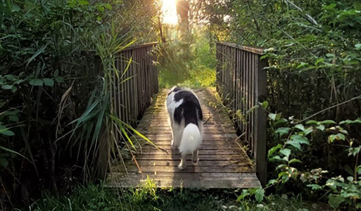 Sterbebegleitung für Tiere