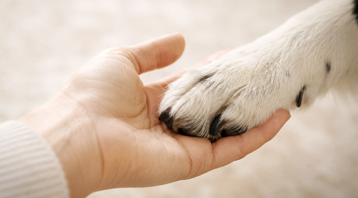 Sterbebegleitung für Tiere